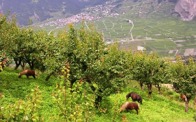 Aprikosen im Wallis